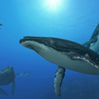 Games: Endless Ocean 2 (Wii)